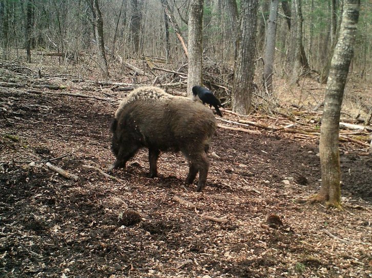 Фото: ФГБУ «Земля леопарда»
