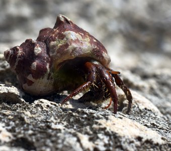 Глаза-палочки