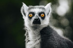 Россию и Мадагаскар хотят соединить прямыми рейсами