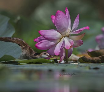 В поисках вкусняшки.