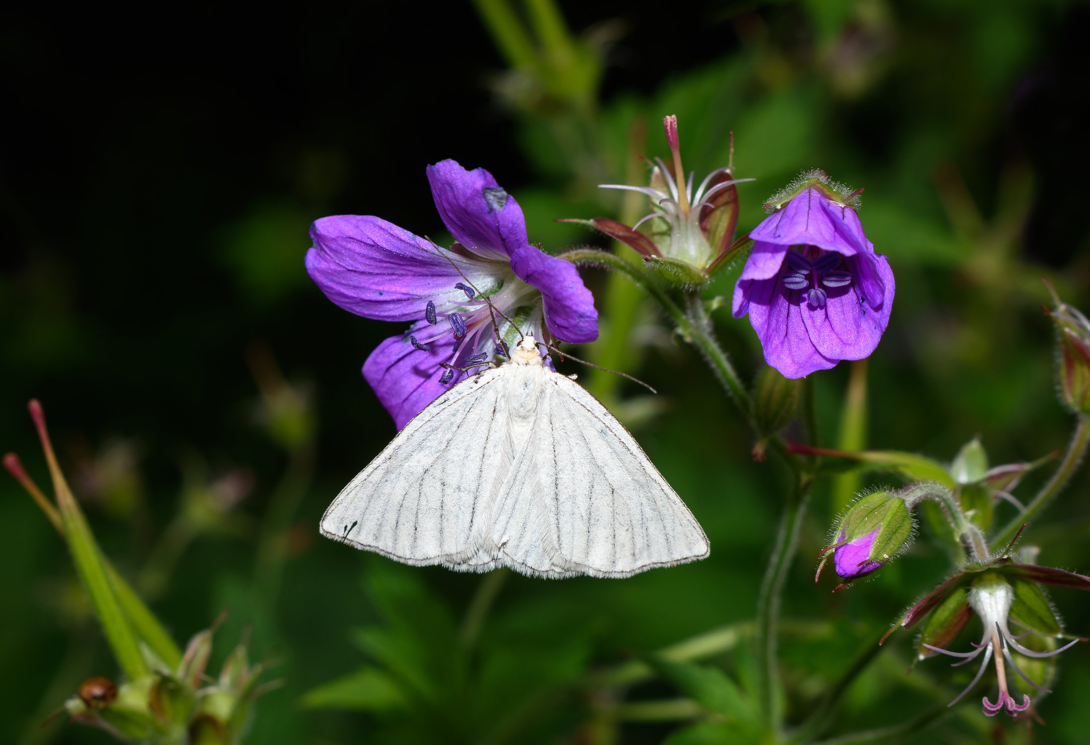 Пяденица линейчатая на герани лесной