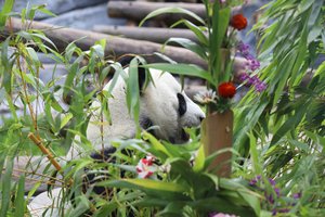 Как в Московском зоопарке отметили день рождения панды Диндин