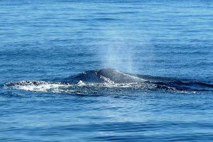 После цунами на берегу Японии обнаружили четырех китов