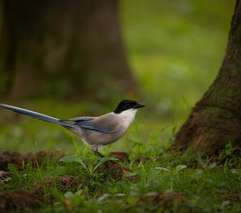 Под деревьями