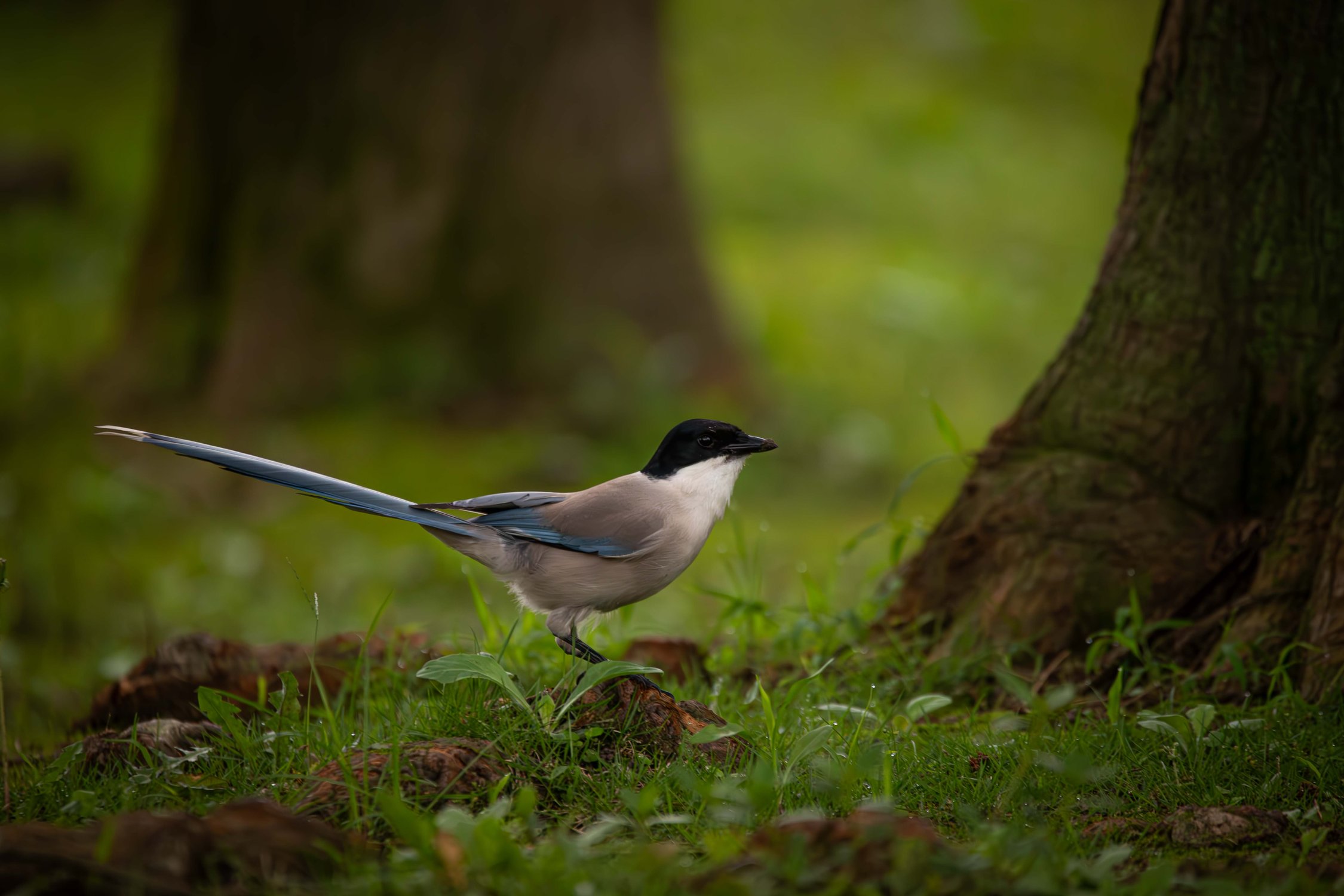 Под деревьями