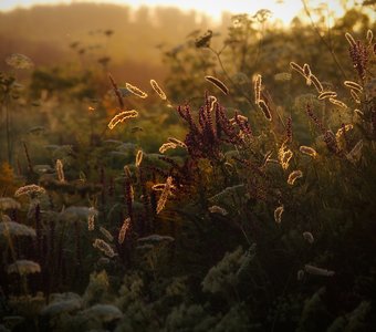 После дождичка