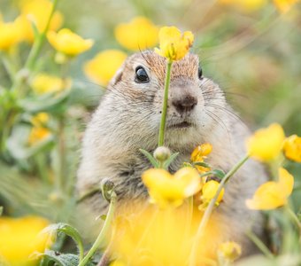 горный кавказский суслик