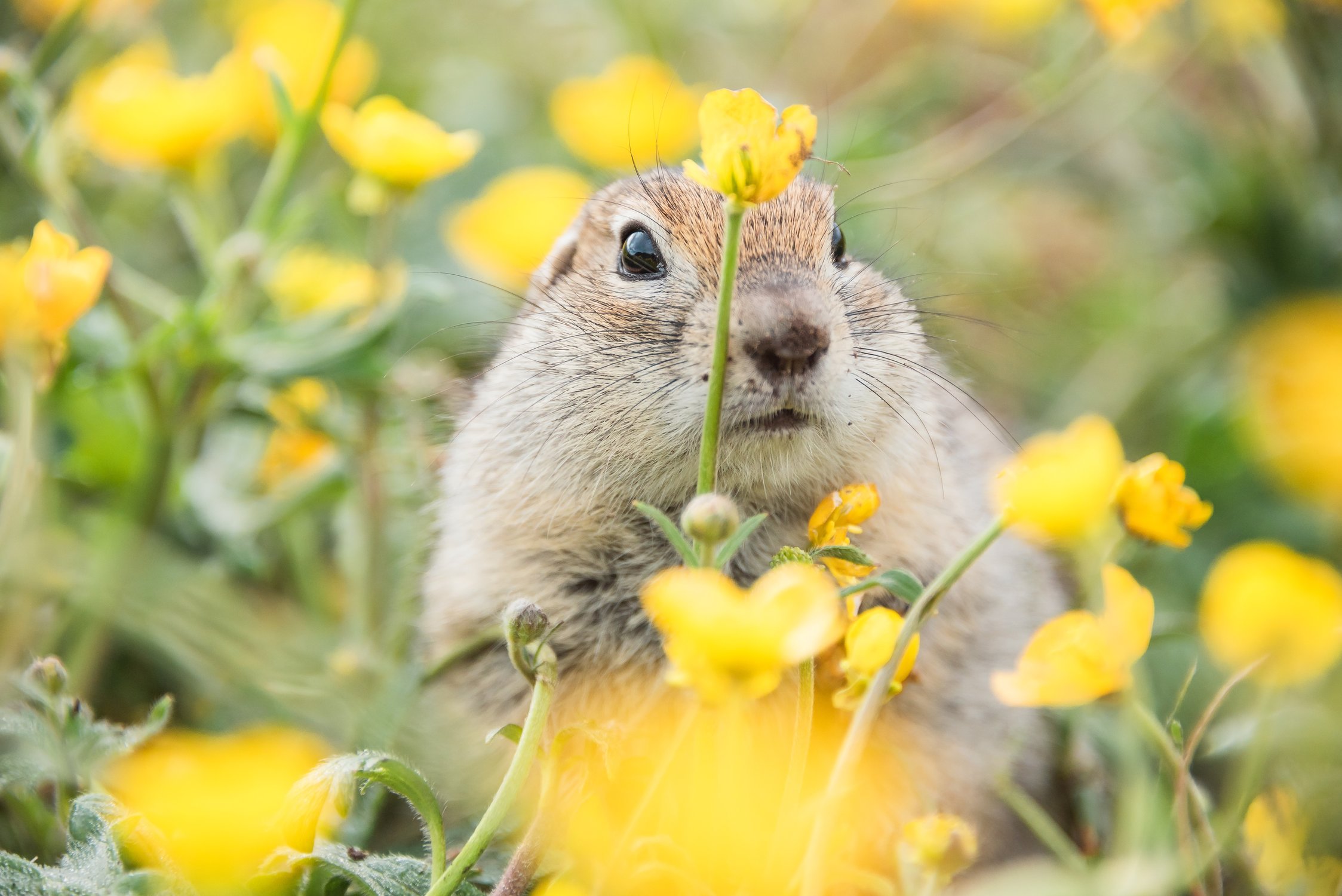Горный кавказский суслик