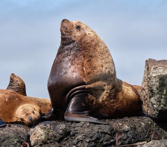 Очень уважаемый сивуч Фёдор Михалыч