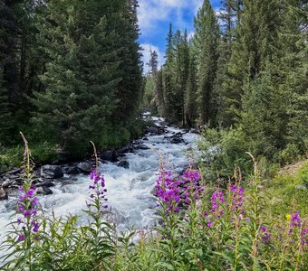 Иван чай на берегу реки