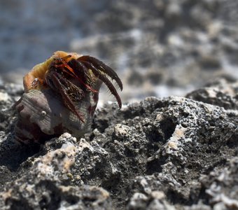 Ракушка с сюрпризом