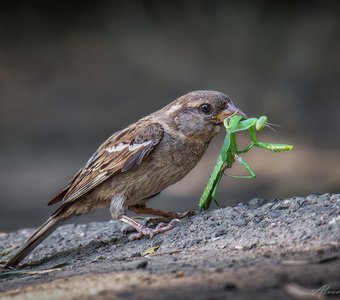 Славная добыча
