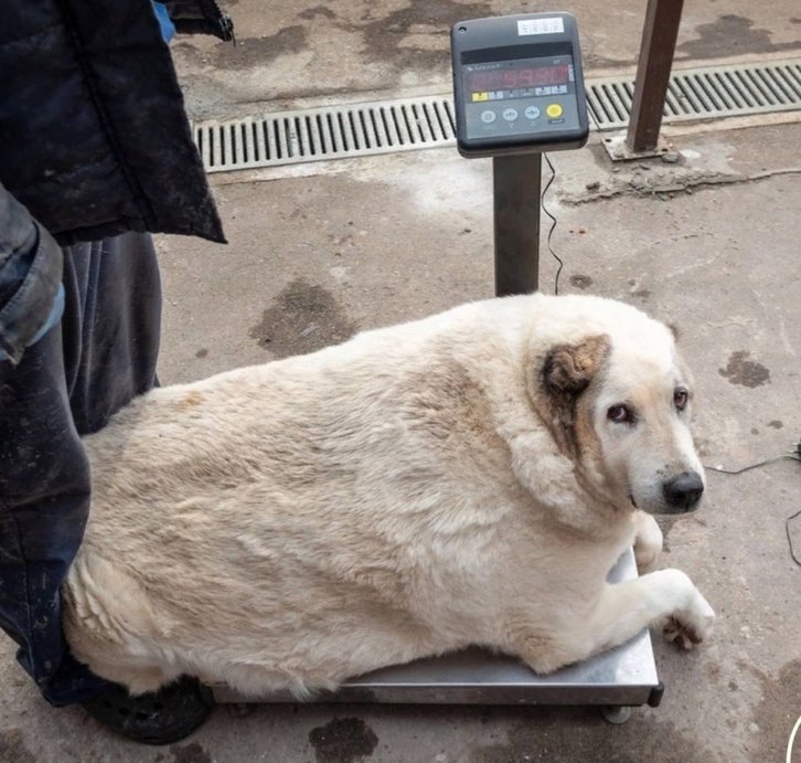 Фото: Фото: vk.com/bfsostradanie