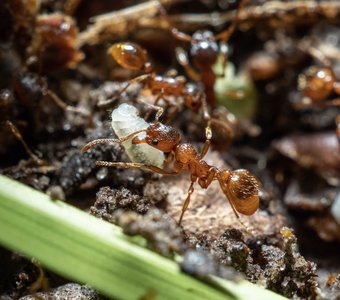 Мирмика с личинкой