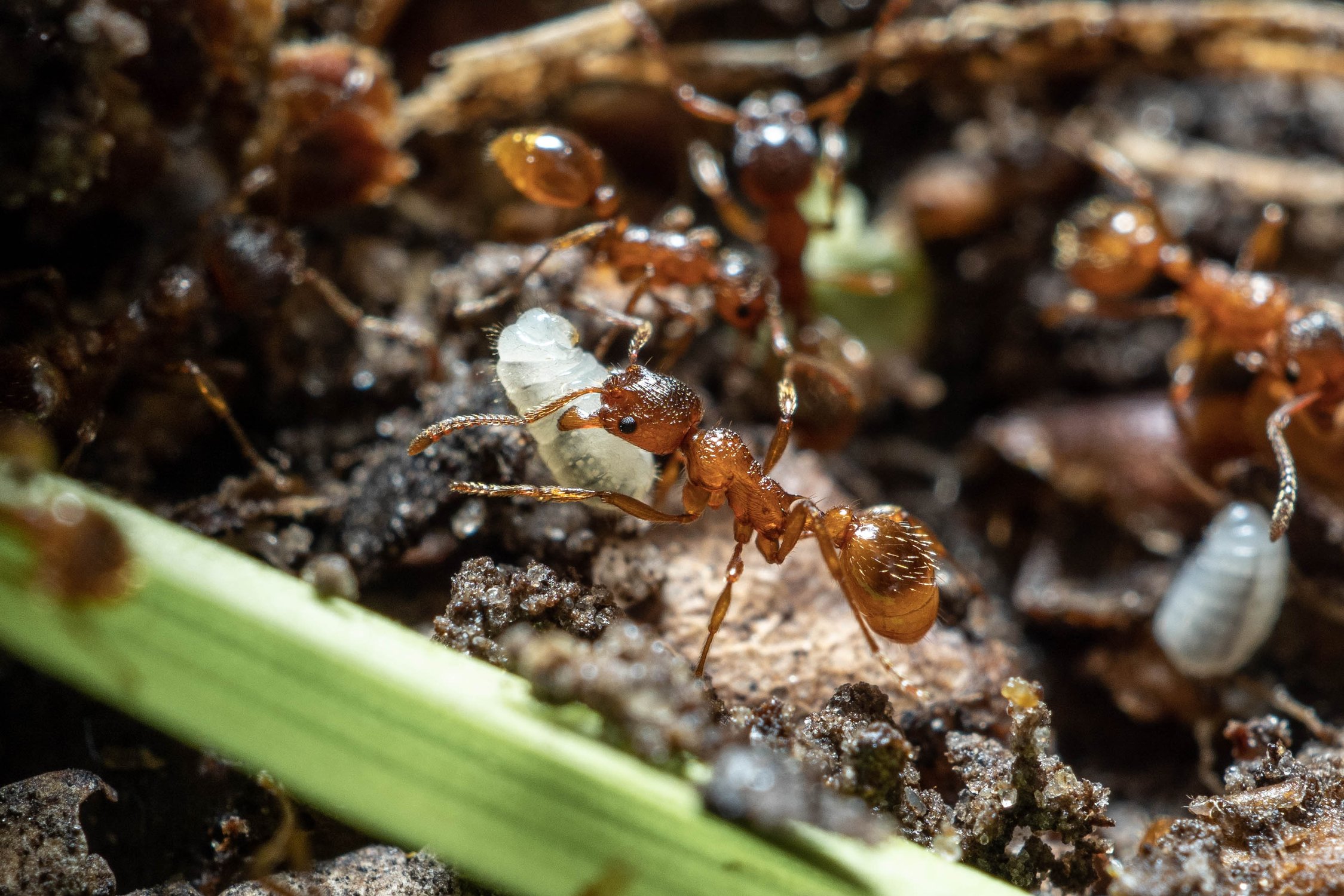 Мирмика с личинкой