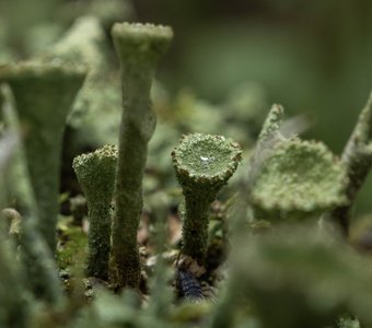 Кладония бахромчатая Cladonia fimbriata