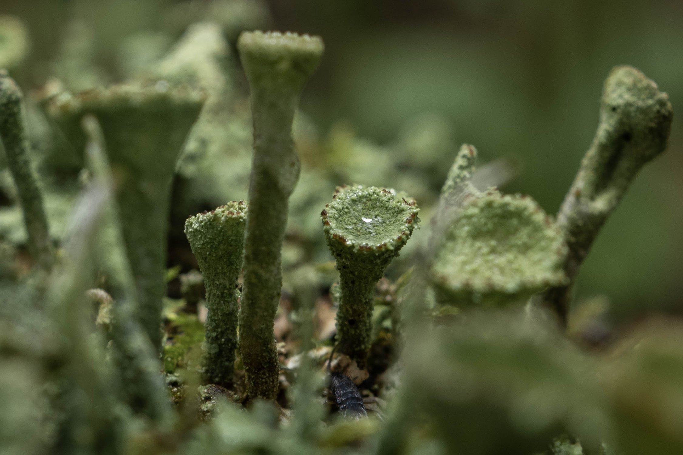 Кладония бахромчатая Cladonia fimbriata