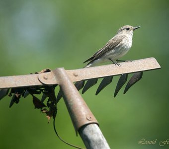Дачница-огородница