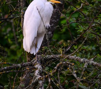 Разбудили...