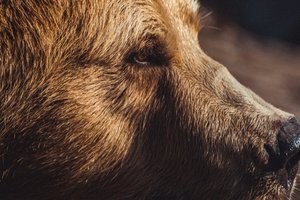 На Камчатке заметили загадочного медвежонка-блондина