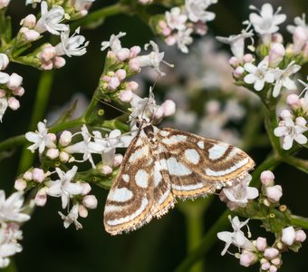 Огнёвка на валериане лекарственной замаскировалась