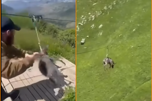 В Дагестане осла пустили по зиплайну над пропастью: туристы возмущены