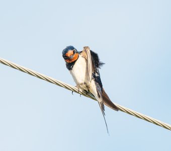 Ласточка заглядывает в нагрудный кармашек своего фрака