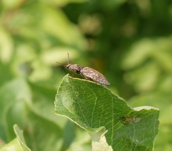 «Не ожидая подвоха»