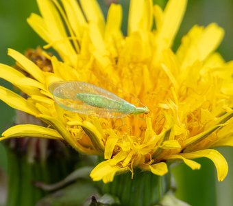 Полезное в сельском хозяйстве насекомое — обыкновенная златоглазка