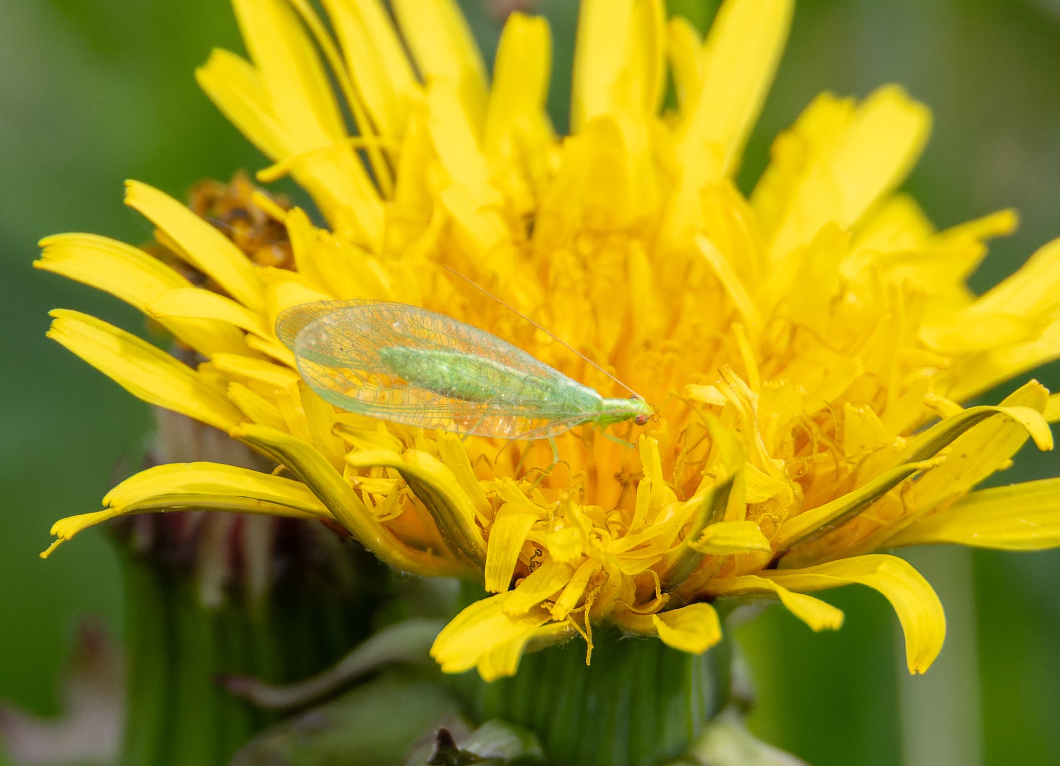 Полезное в сельском хозяйстве насекомое — обыкновенная златоглазка