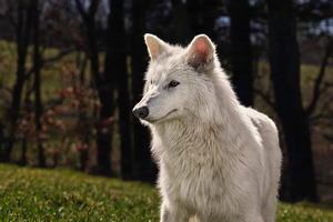 Учёные показали, как выглядят щенки «воскрешенных» ужасных волков через полгода