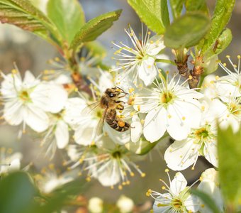 Пчела на цветущей вишне
