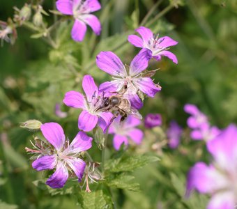 Пчёлка собирает нектар