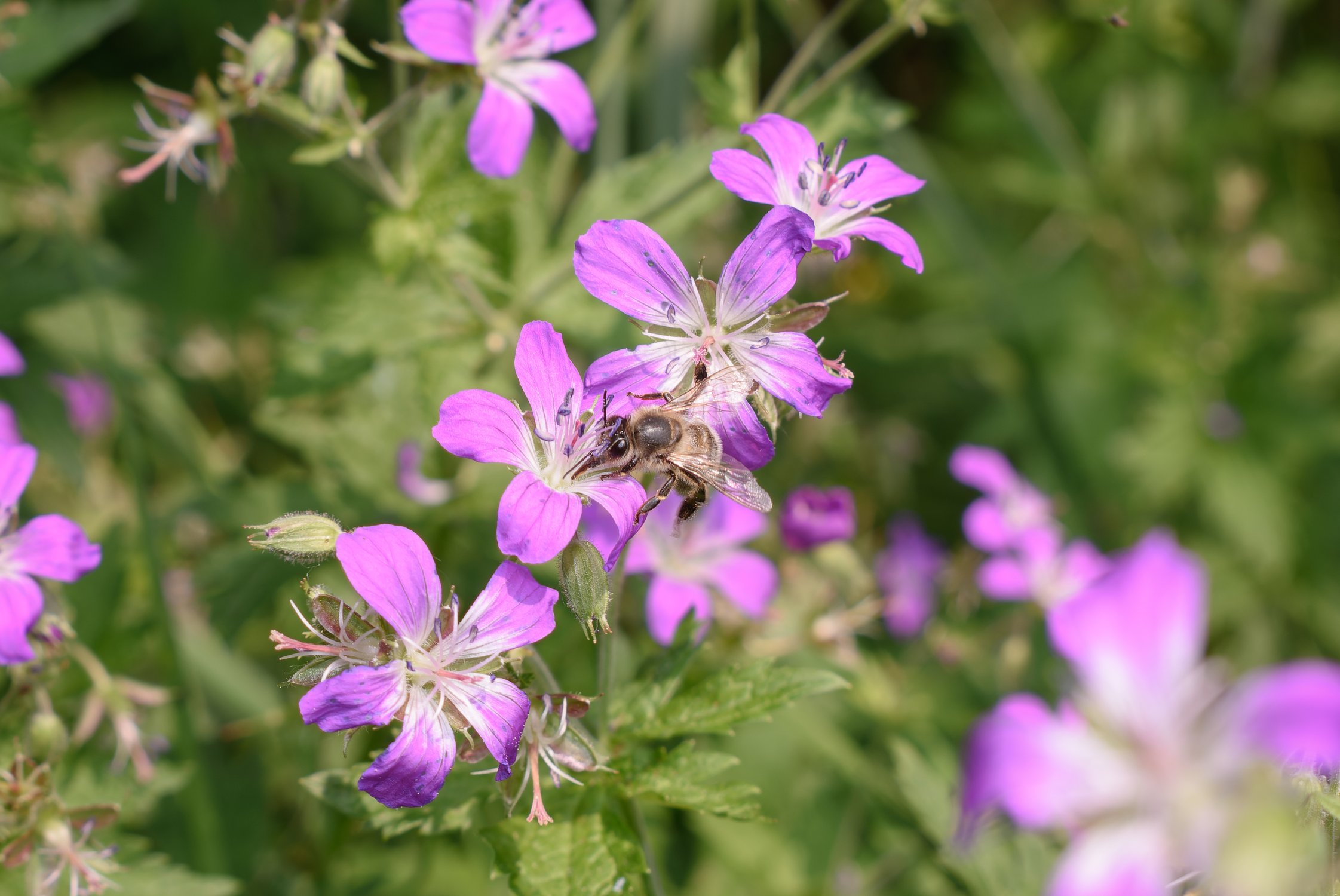 Пчёлка собирает нектар