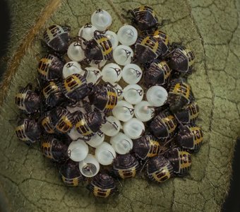 "Группа в полосатых купальниках"