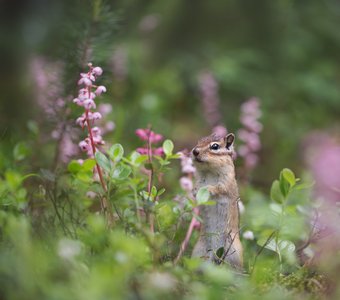 Грушанка цветет!