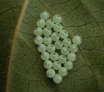 Притворяясь жемчугом