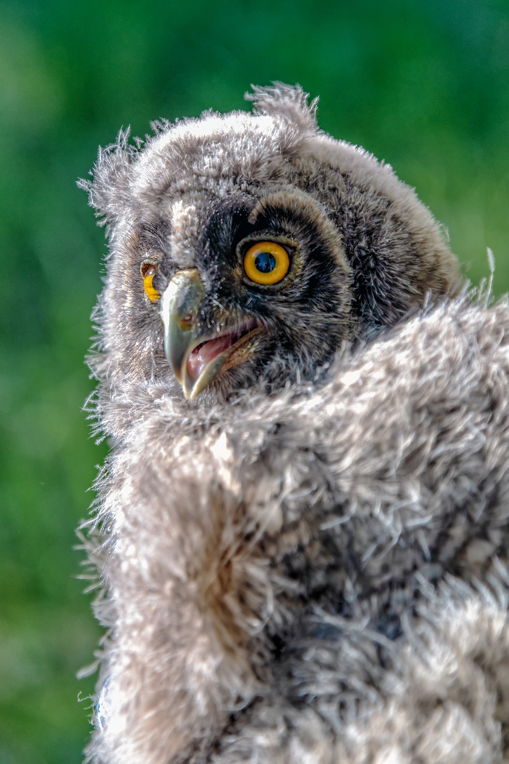 Птенец ушастой совы