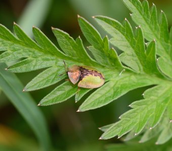 Жук инопланетного вида — щитоноска пижмовая