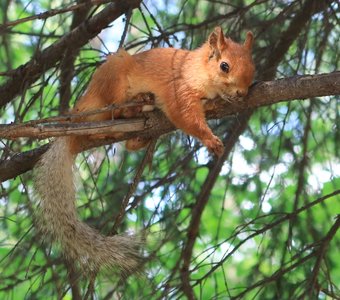 Изящная лапка