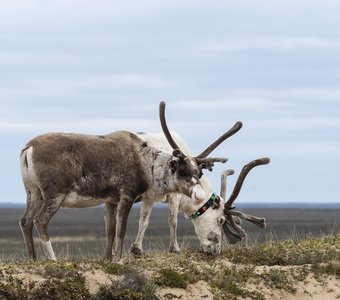 На весенней травке