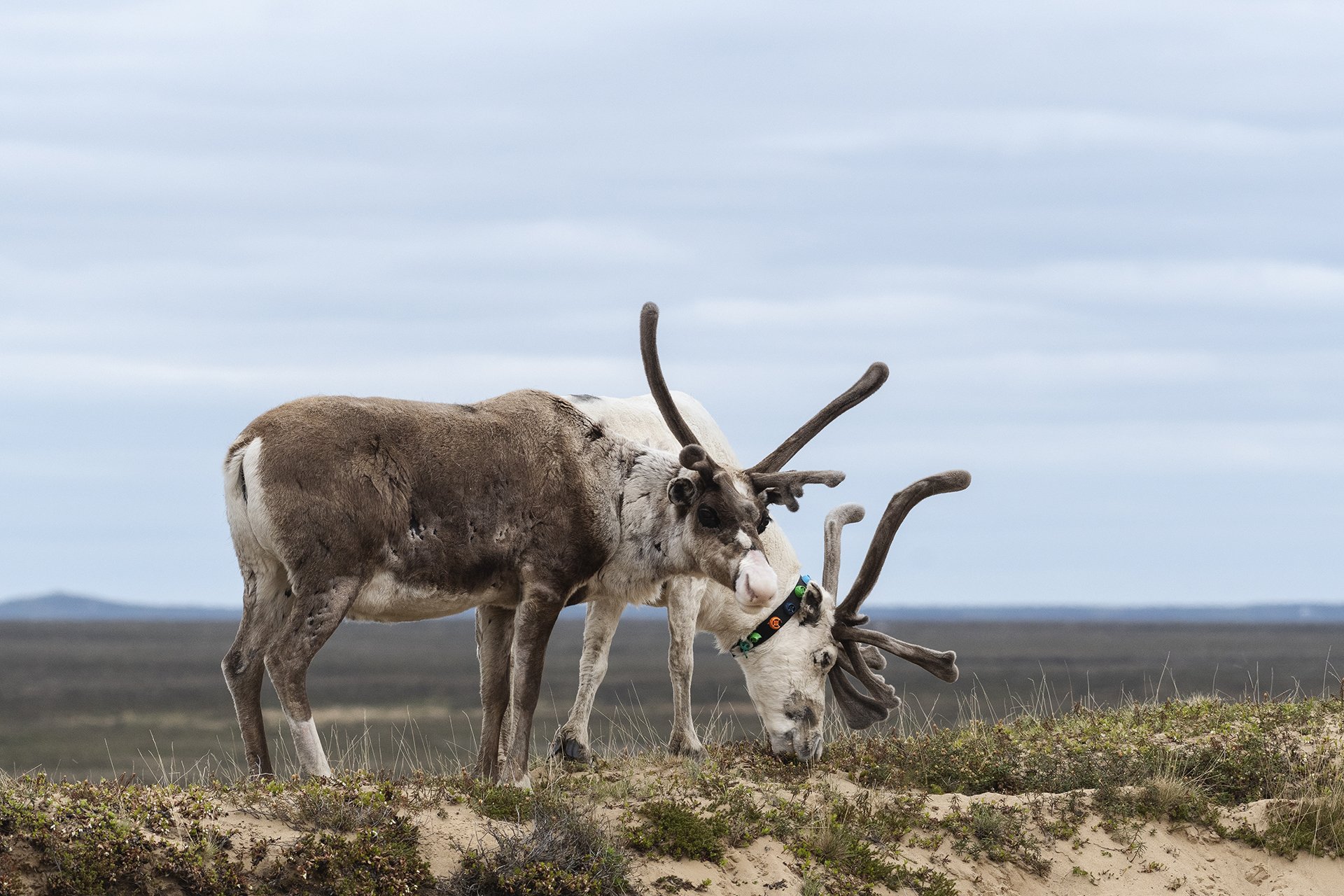 На весенней травке