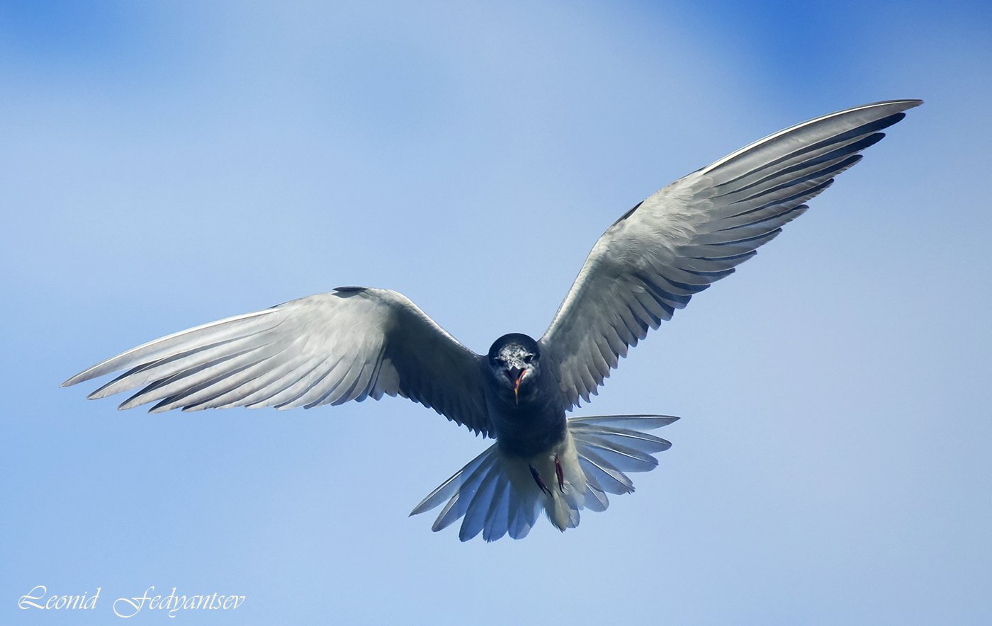 Полундра, братуха!