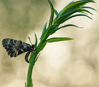 Рассветная феерия