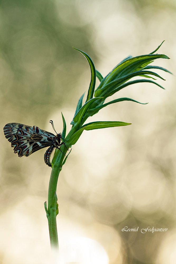 Рассветная феерия