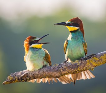 Серьёзный разговор