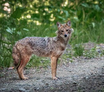 Неожиданная встреча