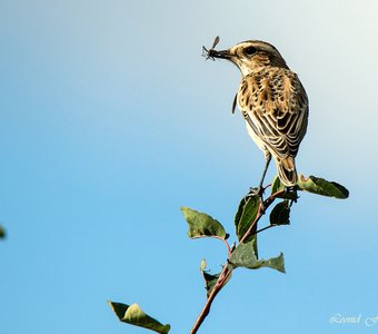Маленькая охотница