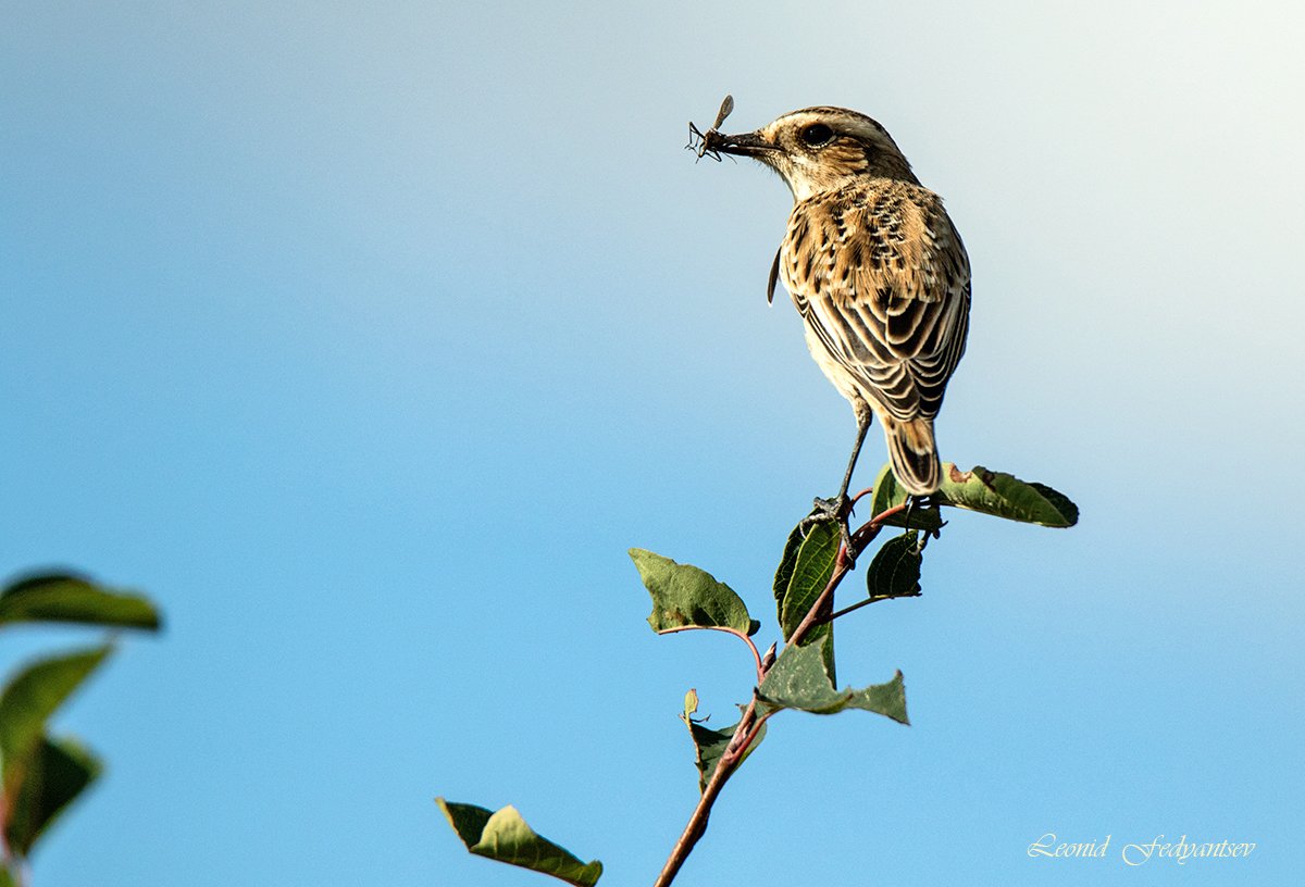 Маленькая охотница