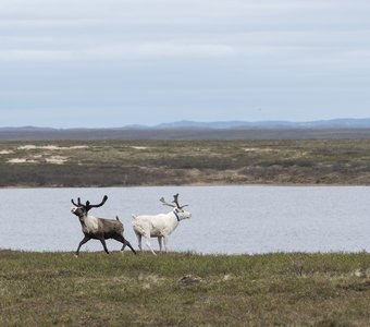 Тяни-толкай в тундре